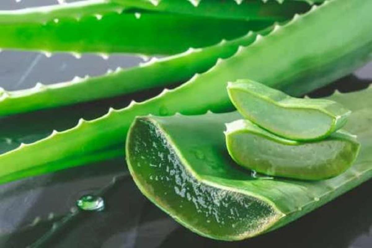 aloe-hojas-y-savia