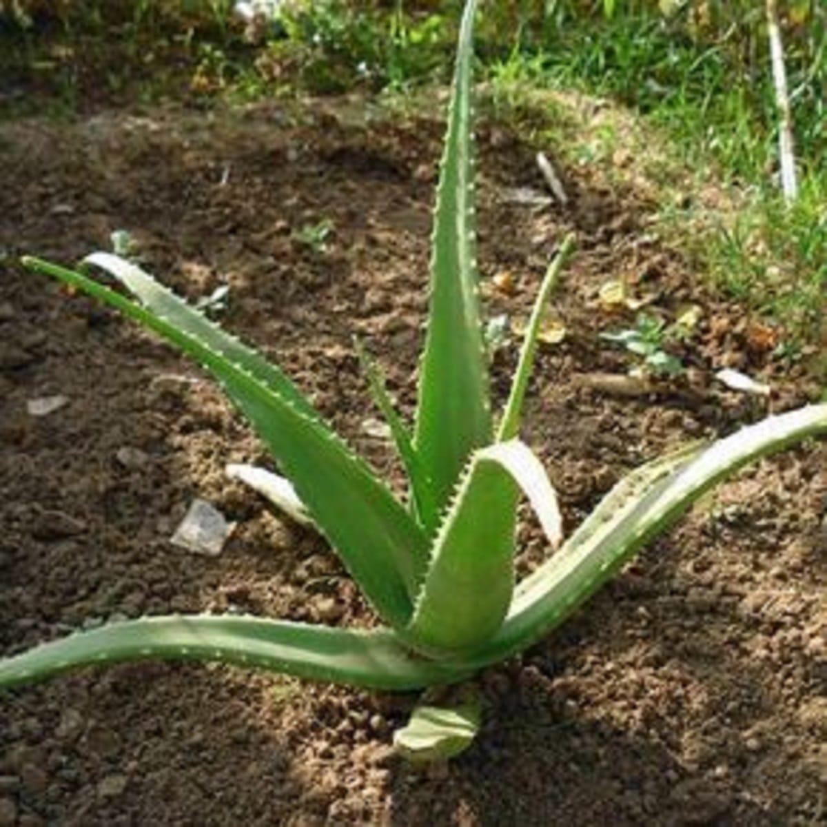 aloe-vera-plantar.