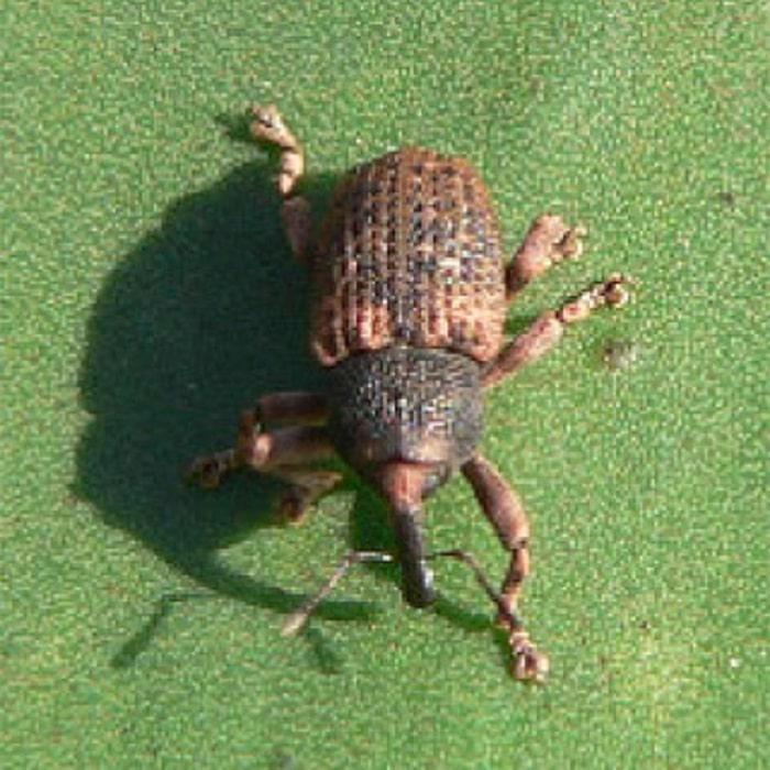 plaga-del-aloe-escarabajo-hocico