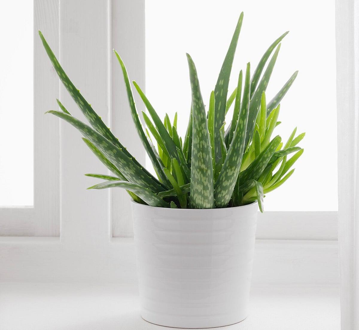 aloe-vera-maceta-cerca-de-ventana