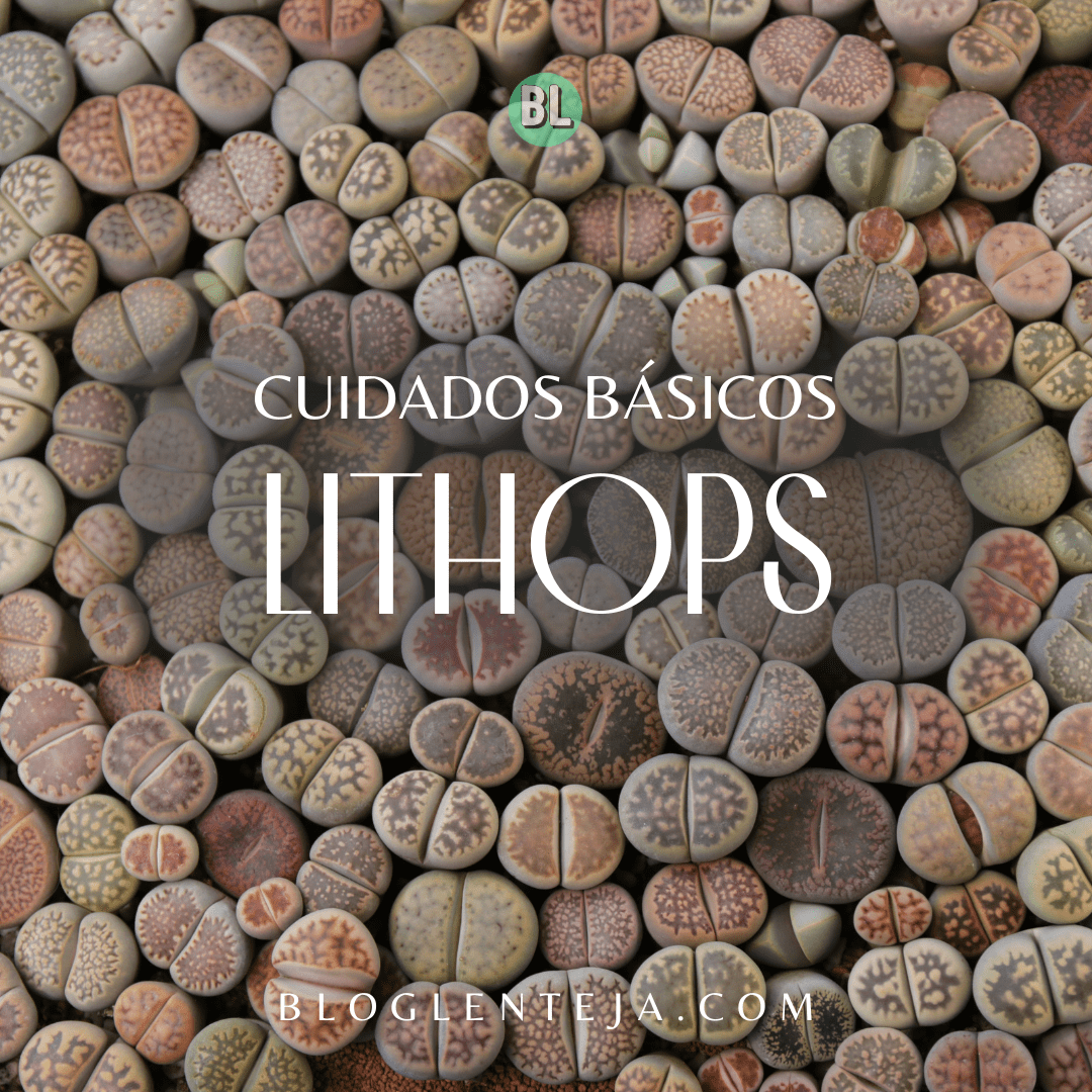 Cuidados básicos: Lithops