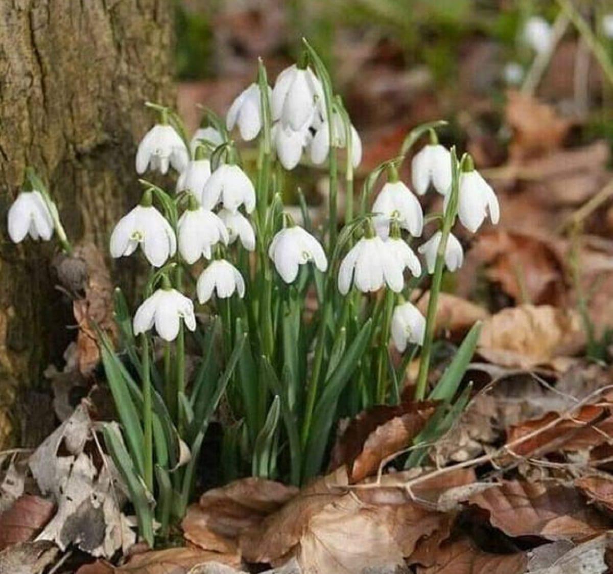 campanillas-de-invierno-cuidados