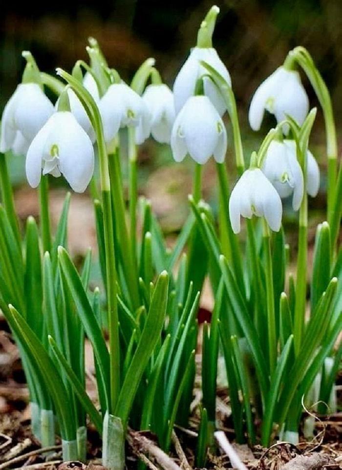 campanillas-de-invierno-curiosidades