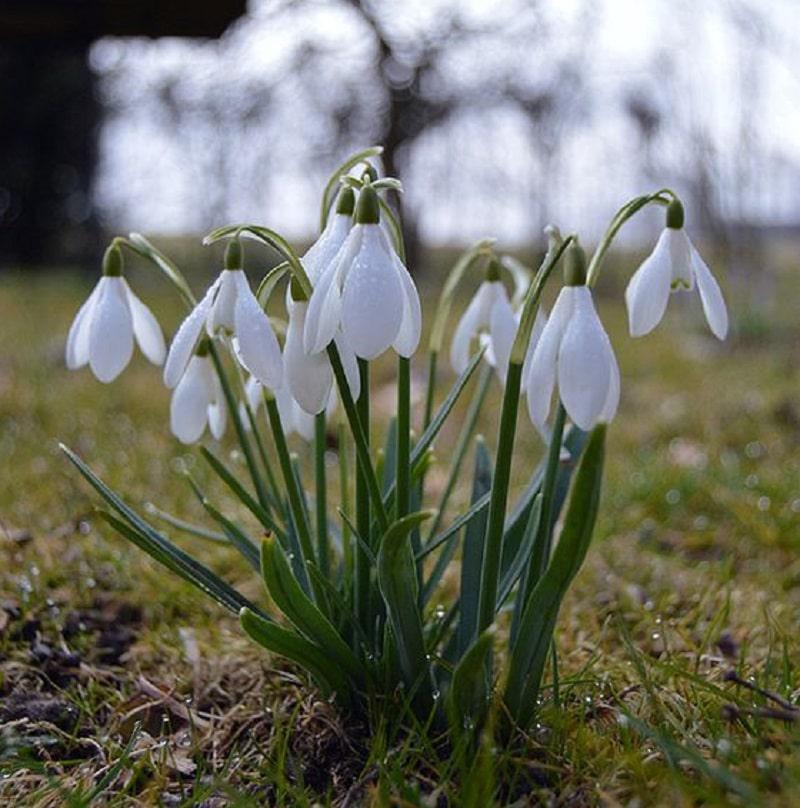 campanillas-de-invierno-jardin.
