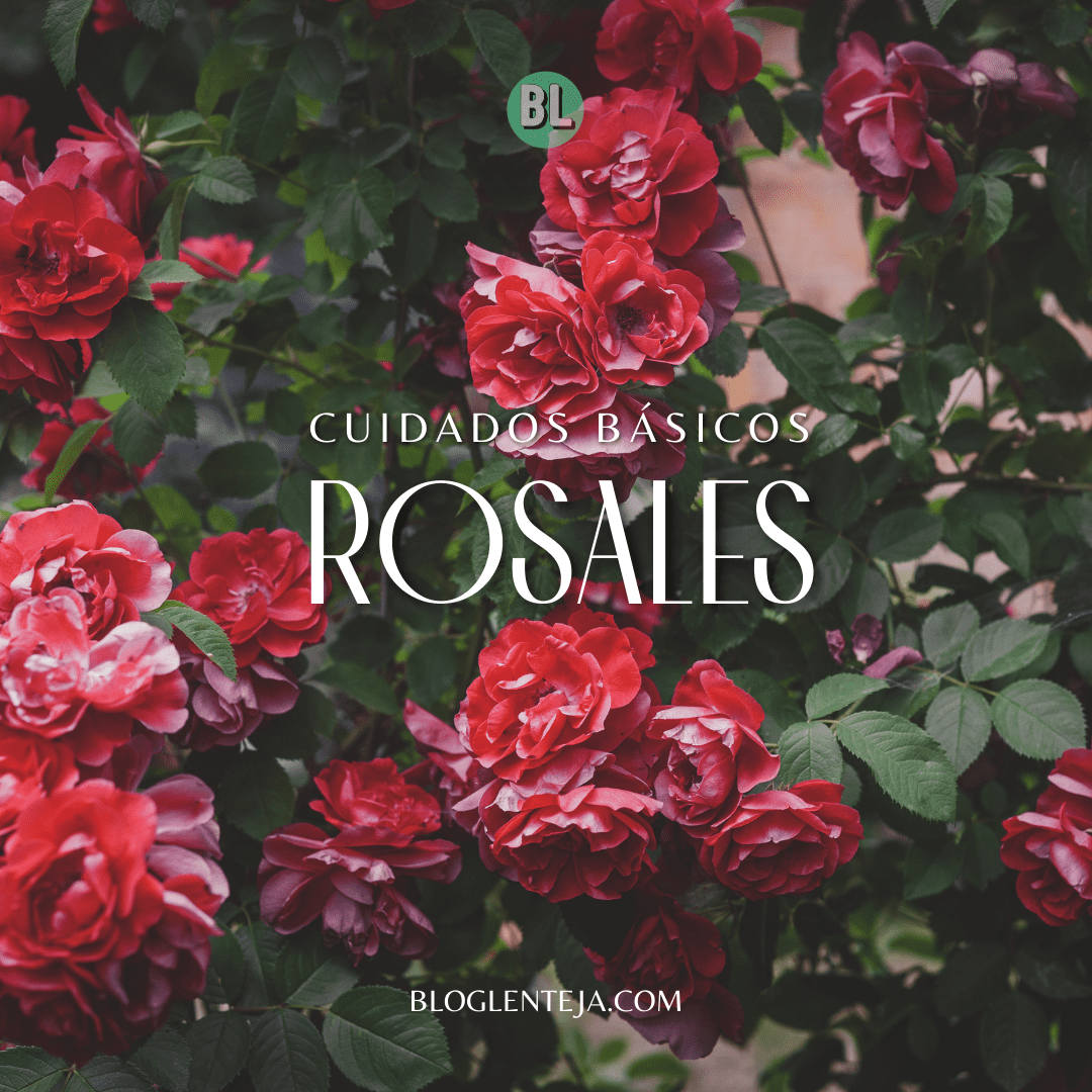 Cuidados básicos: Rosales