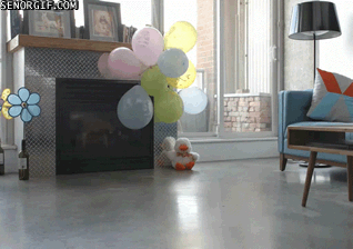 perro arriba baredora