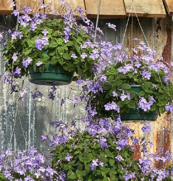 cestas-colgantes-con-violeta-africana