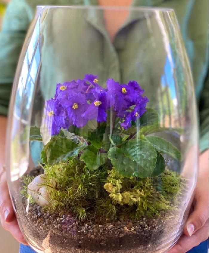 terrario-violeta-africana