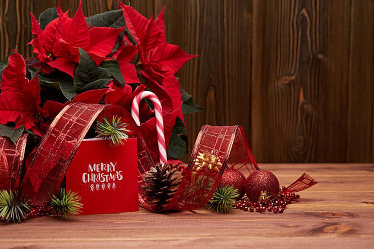 Ideas para decorar la casa en Navidad con la Flor de Pascua 2