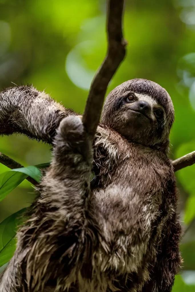 La Reserva Nacional Pacaya Samiria