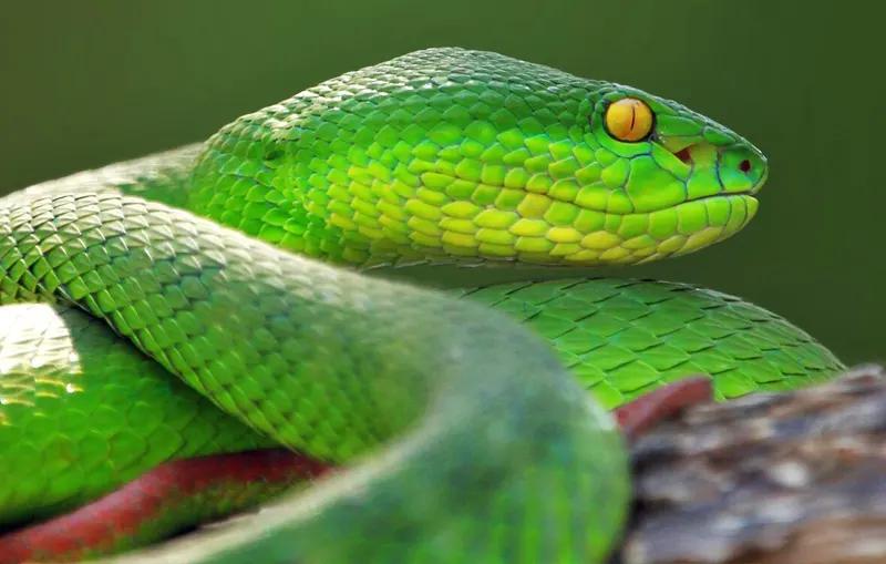 Trimisurus Albolabris La Reserva Nacional Pacaya Samiria