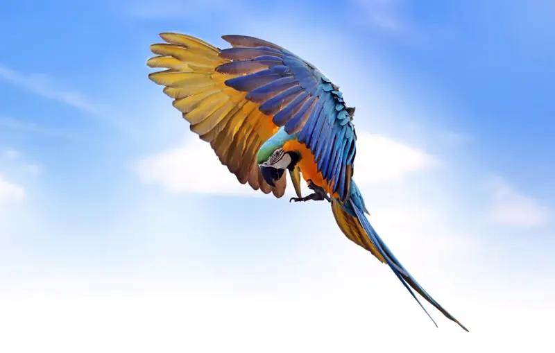 Guacamayo los Tesoros de la Reserva Nacional Pacaya Samiria