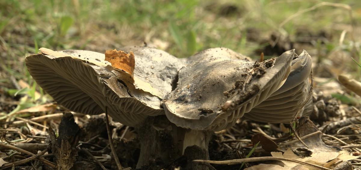 La seta es el cuerpo fructífero de algunos hongos. Saber micológico. La Espora Cesta y Setas. Programa 1