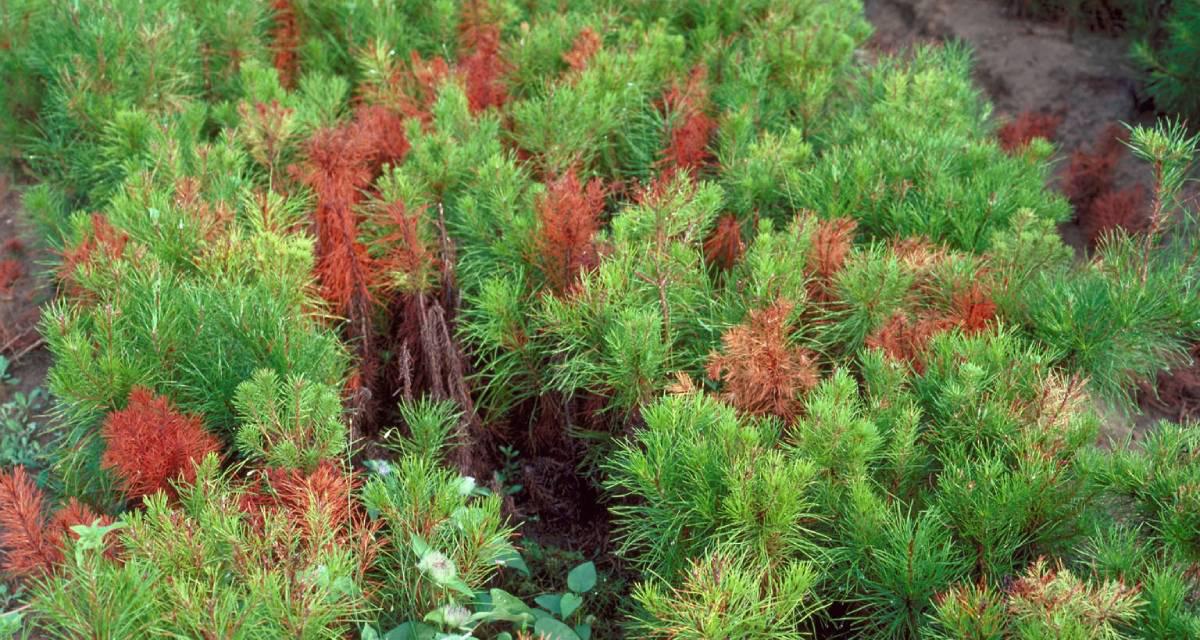 Mal de las coniferas pinos