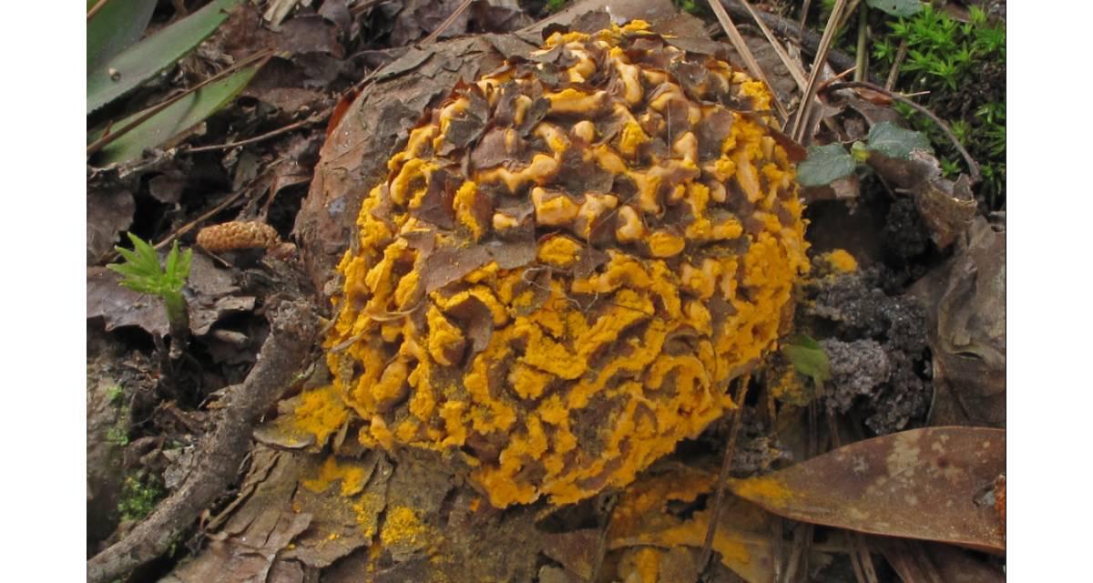 enfermedades de los pinos agalla