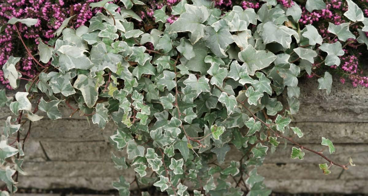 Hedera helix Glacier