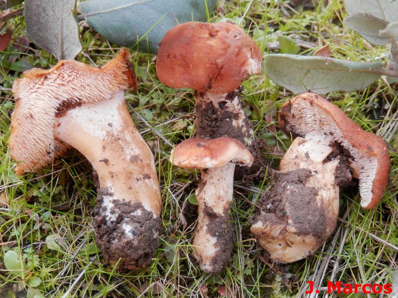 La lengua de gato rojiza tiene el sombrero de color rojizo anaranjado