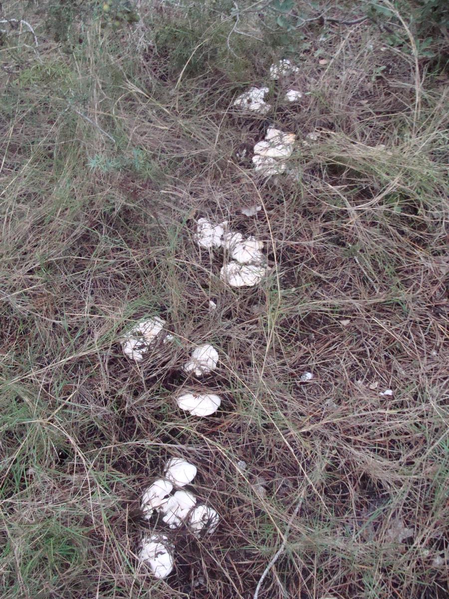 Es una seta que prefiere las zonas humbrías y xerófilas para medrar. Foto: Miguel Gimeno