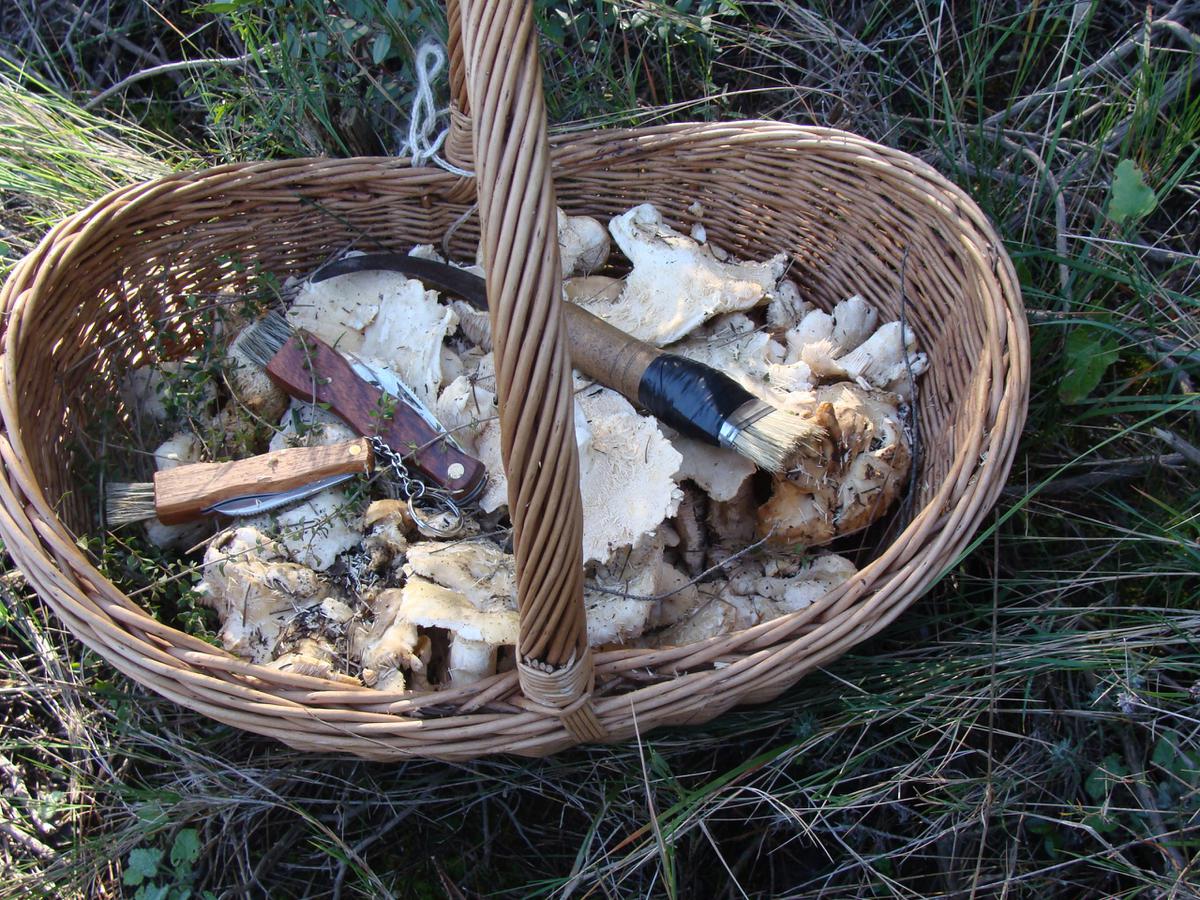 La lengua de vaca suele recolectarse en los meses de frío. Foto: Miguel Gimeno