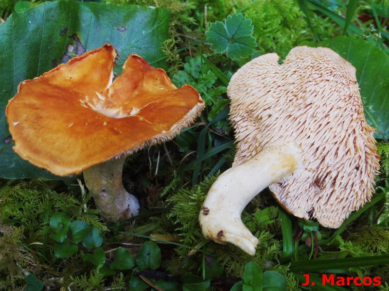 La lengua de gato umbilicada suele presentar el himenio con algunos aguijones espatulados o truncados. Foto Javier Marcos