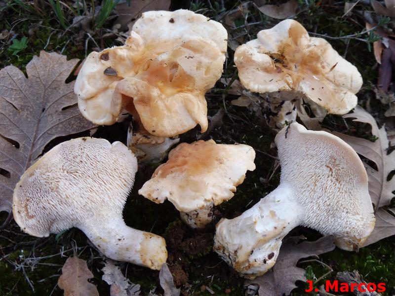 La lengua de vaca (Hydnum repandum) es inicialmente anarnjada que se vuelve blanquecina con la edad y las inclemencias meteorológicas. Foto Javier Marcos