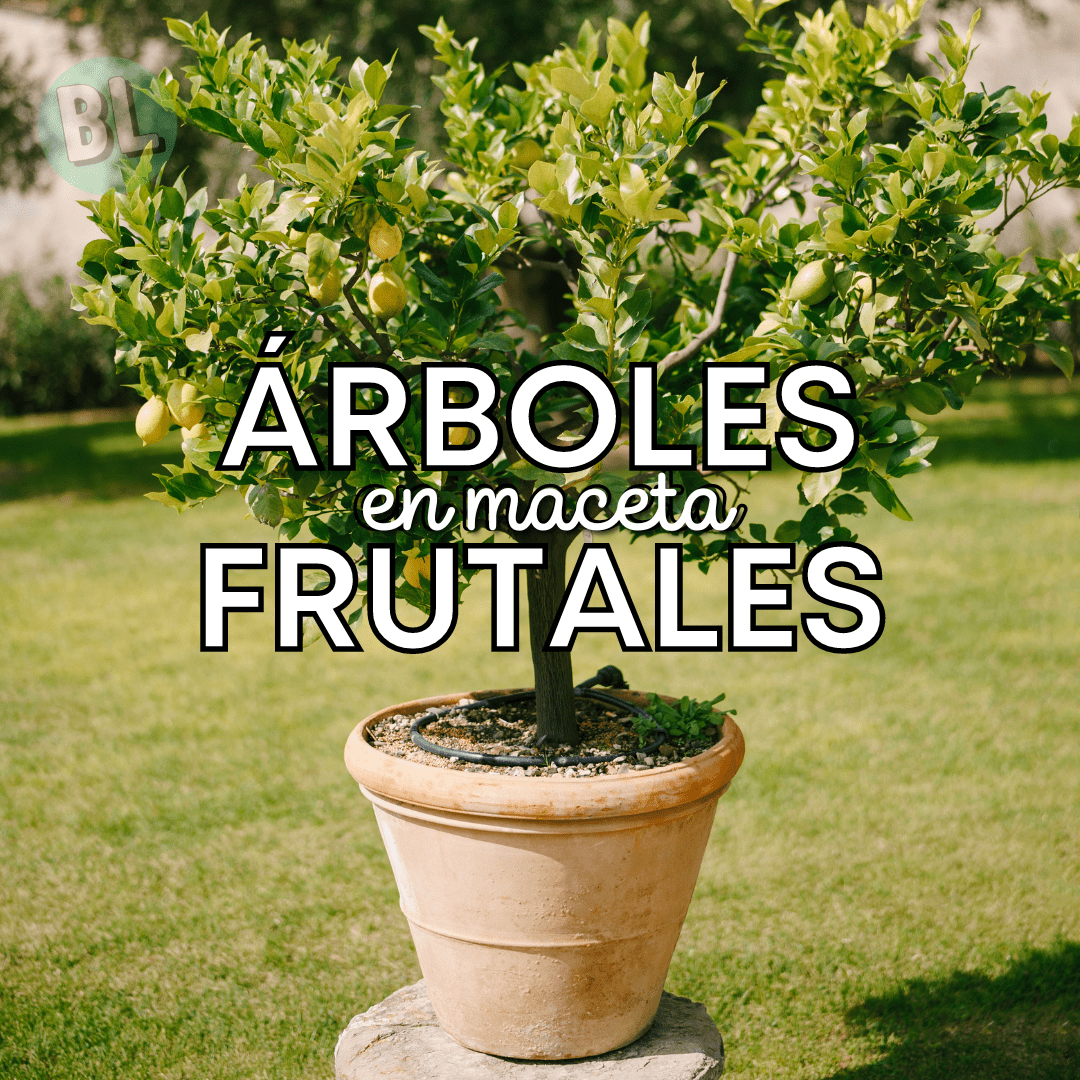 Árboles frutales en maceta – 1