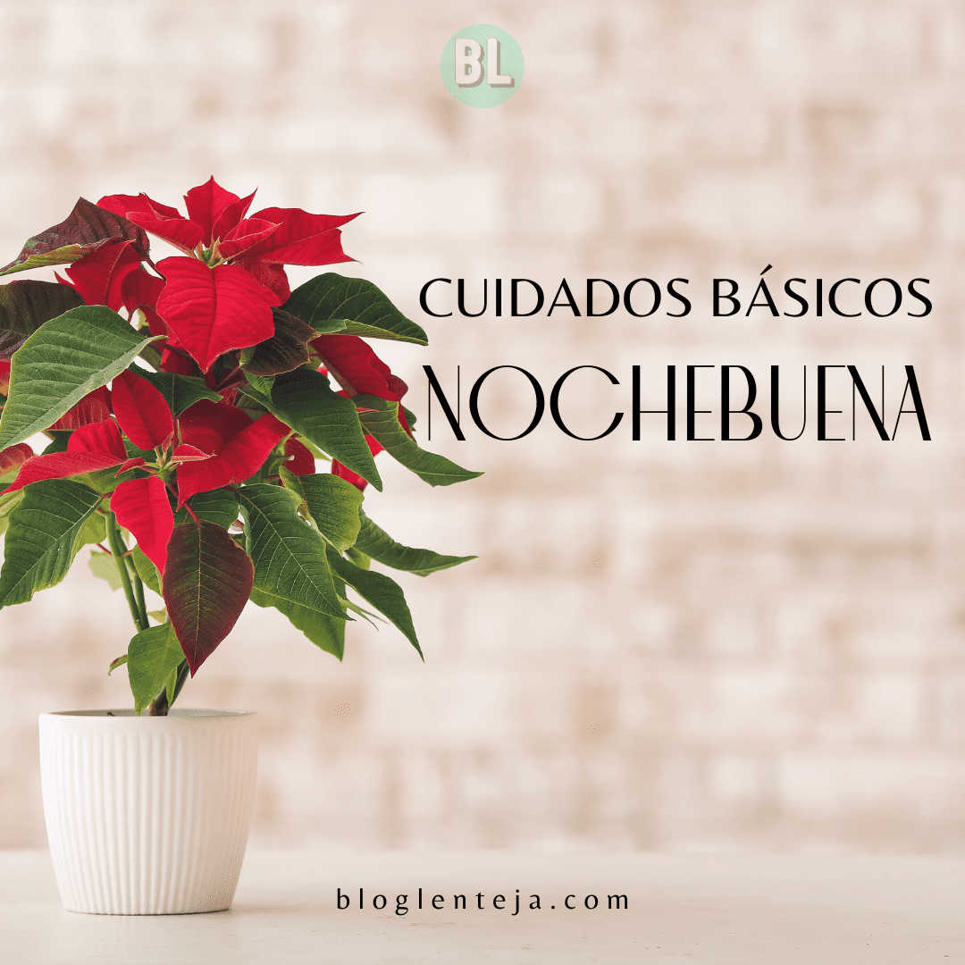 Cuidados básicos: Nochebuena