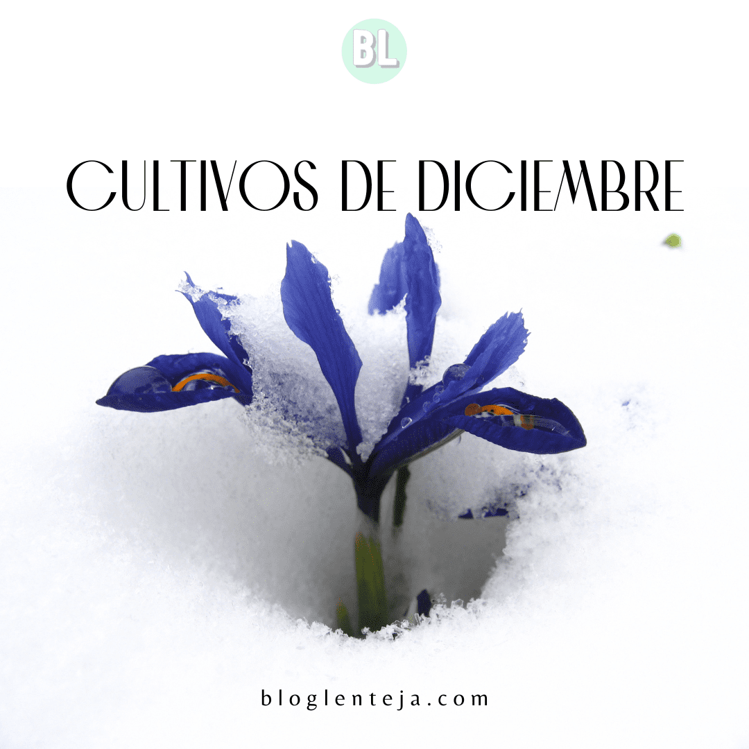 ¿Qué sembrar en diciembre?