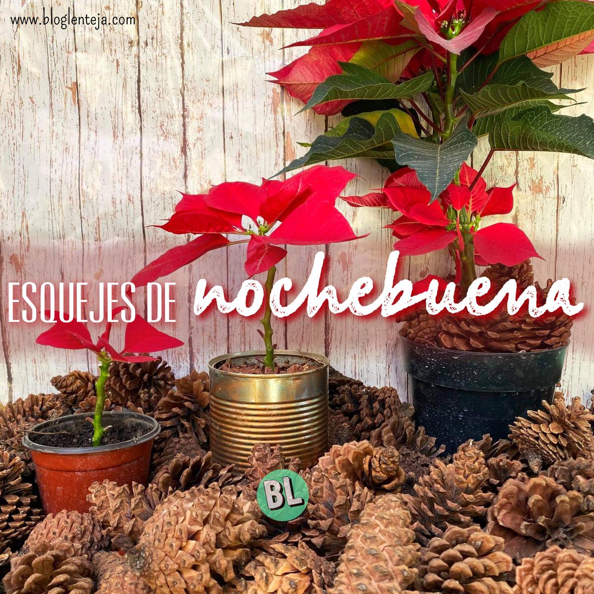 Esquejes de Nochebuena