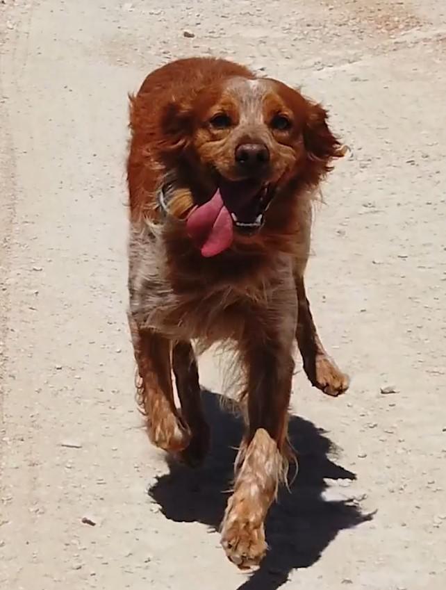 "Trufi". El perro trufero es imprescindible para la recolección de trufa