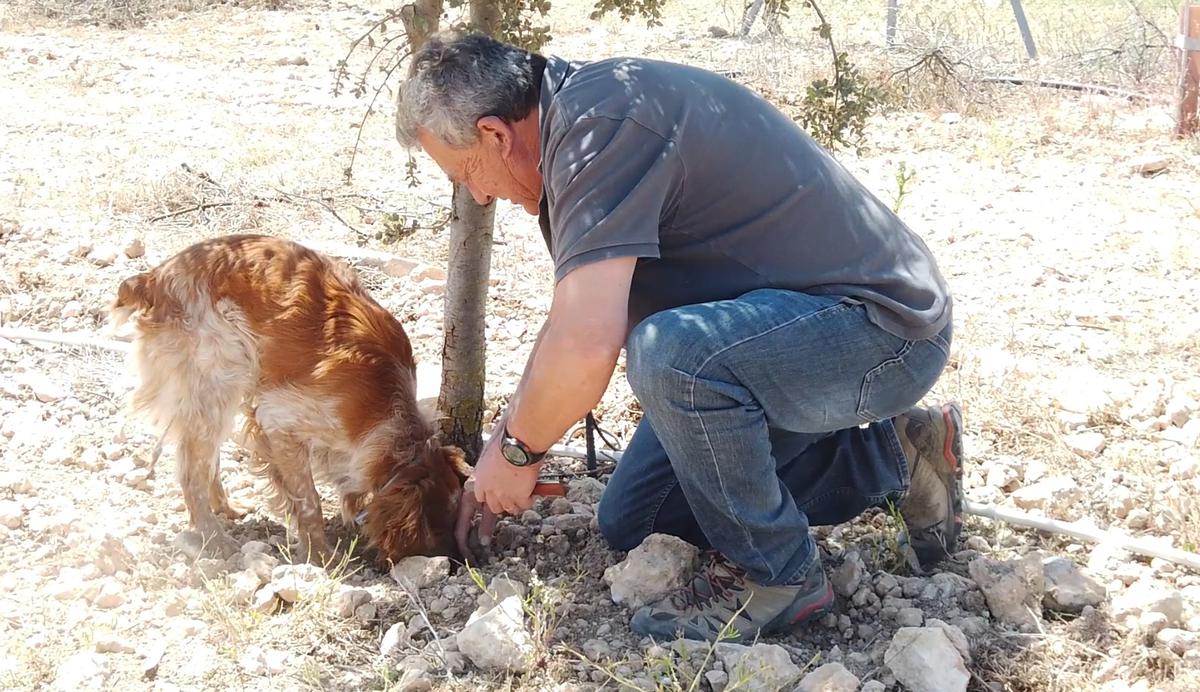 Trufi y Tomás en pleno trabajo de equipo localizando trufa