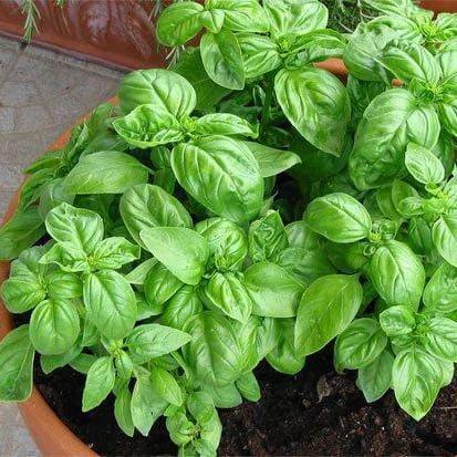 Siempre que estén Sanas y Verdes, las Plantas serán un poderoso Aliado para Inyectar Vitalidad, Mejorar las Energías dentro del Hogar y Atraer el Amor