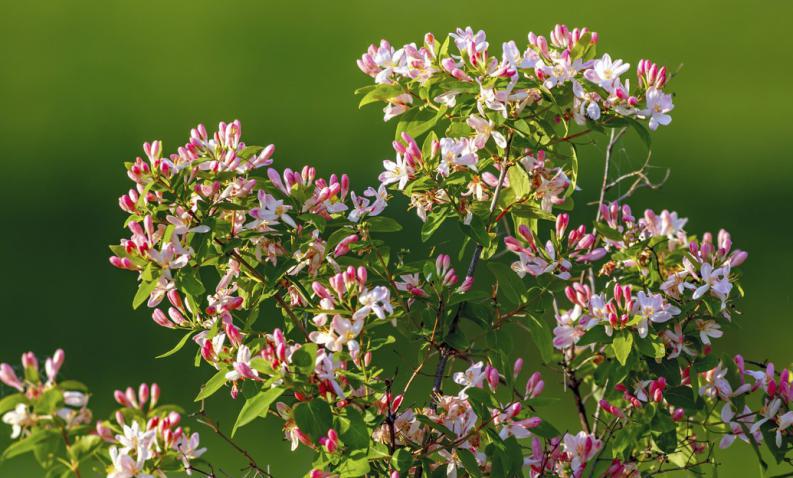 Siempre que estén Sanas y Verdes, las Plantas serán un poderoso Aliado para Inyectar Vitalidad, Mejorar las Energías dentro del Hogar y Atraer el Amor