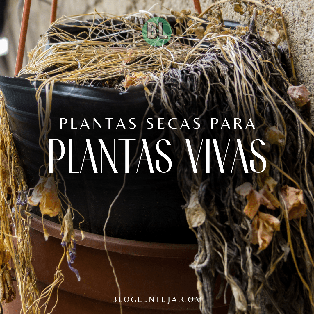 Plantas secas para tus plantas vivas