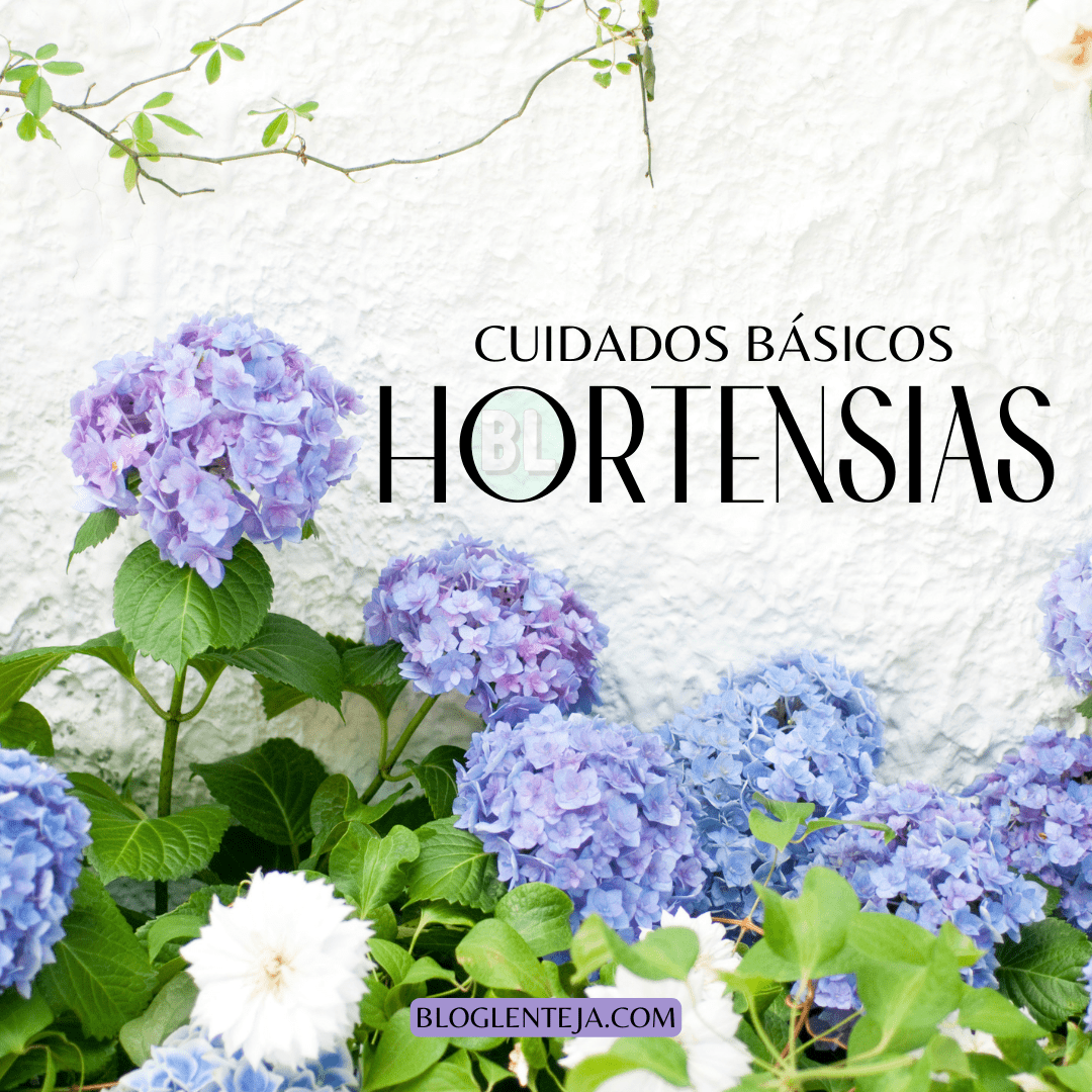 Cuidados básicos: Hortensias