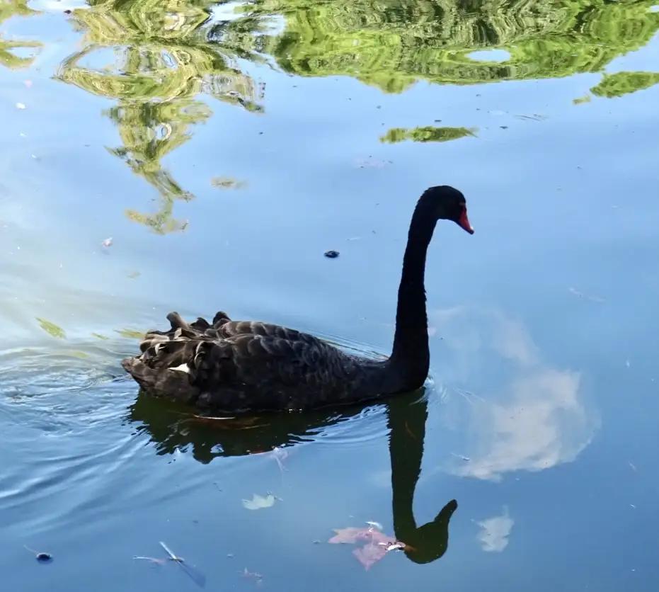 Cisne llamado Luna
