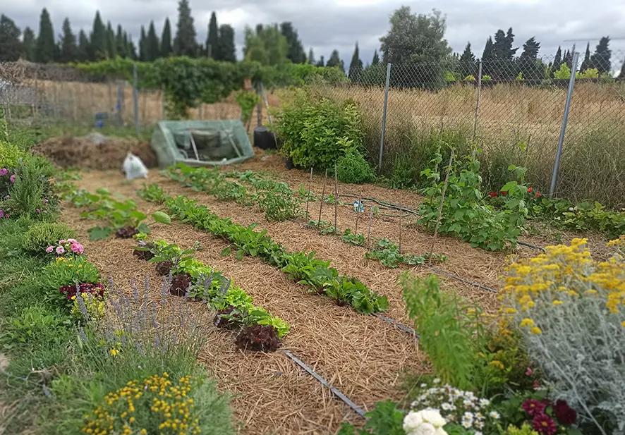 huerto acolchado cartón y paja