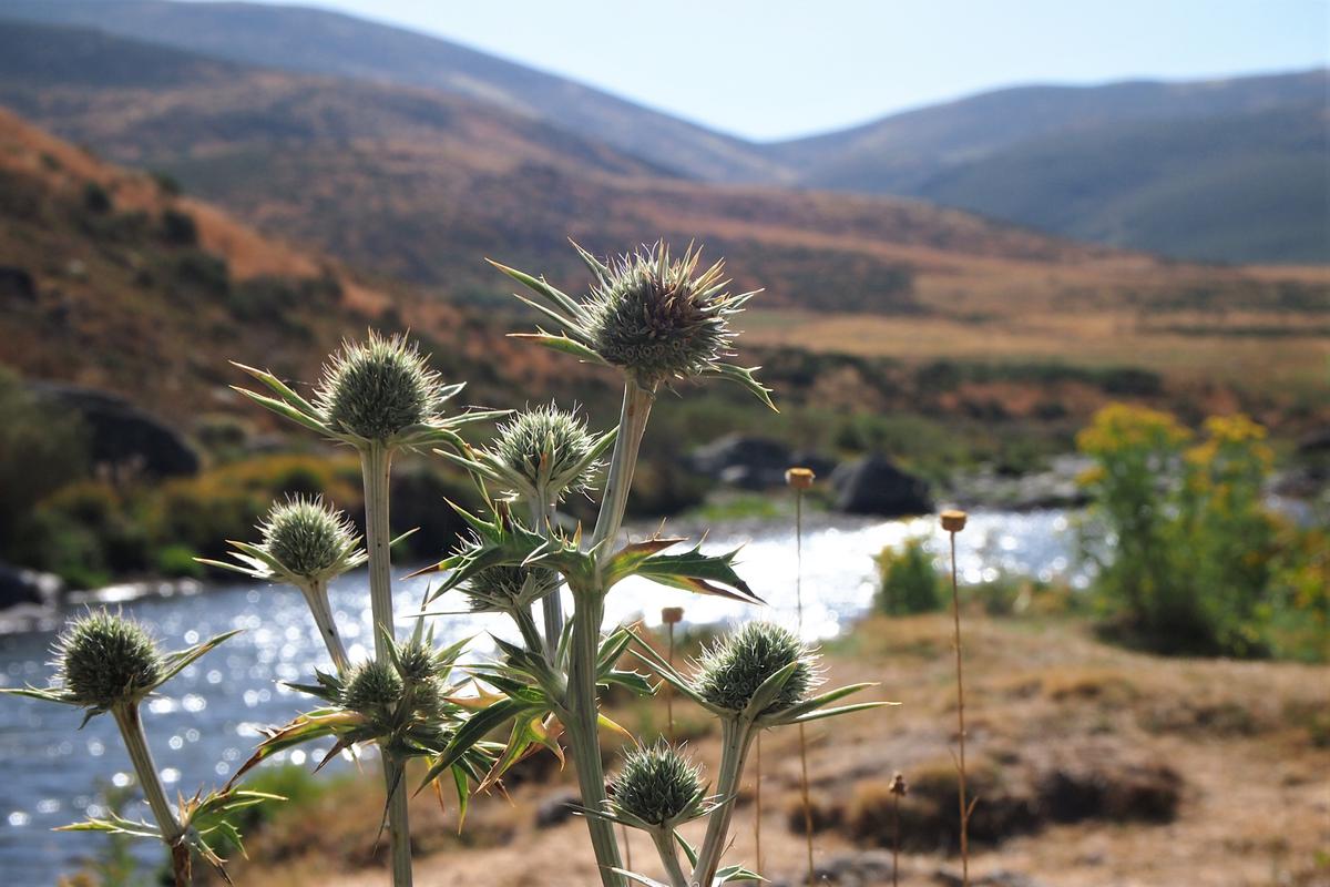 Cardos y rio de fondo en la sierra