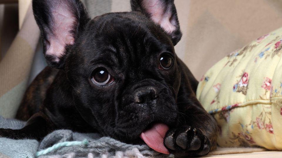 mi perro se lame las patas y se hace heridas