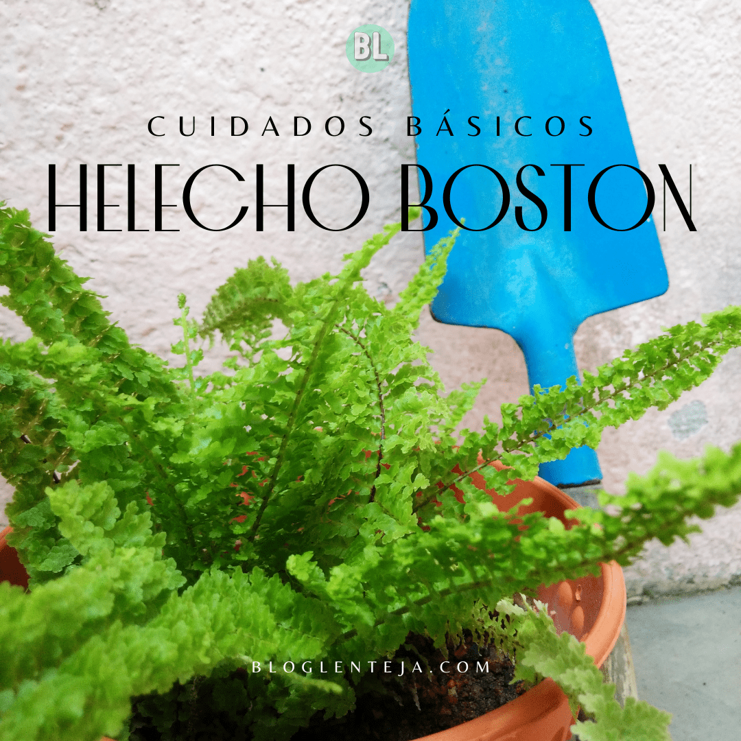 Cuidados Básicos: Helecho Boston