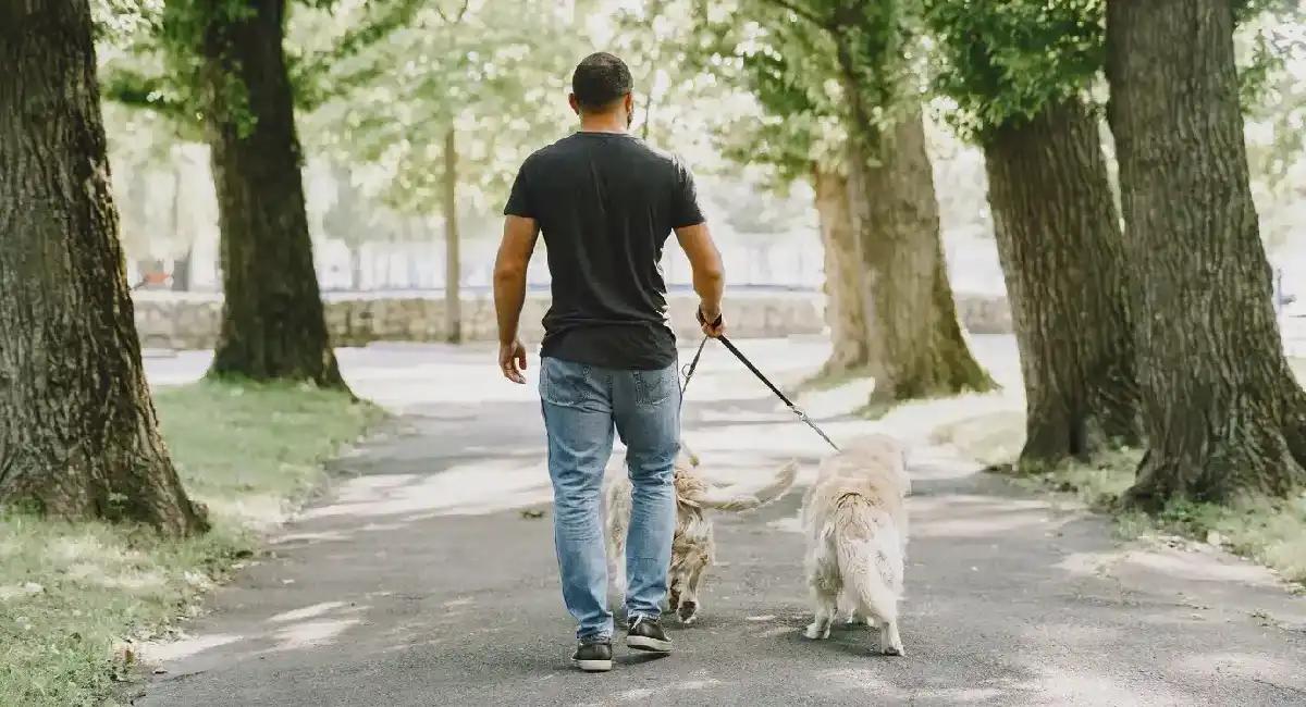 Cómo encontrar trabajo de paseador de perros