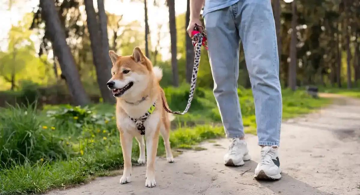 El Paseador de Perros en parque