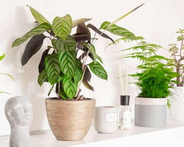 Comprar calatheas online