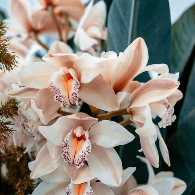 Orquidea Cymbidium