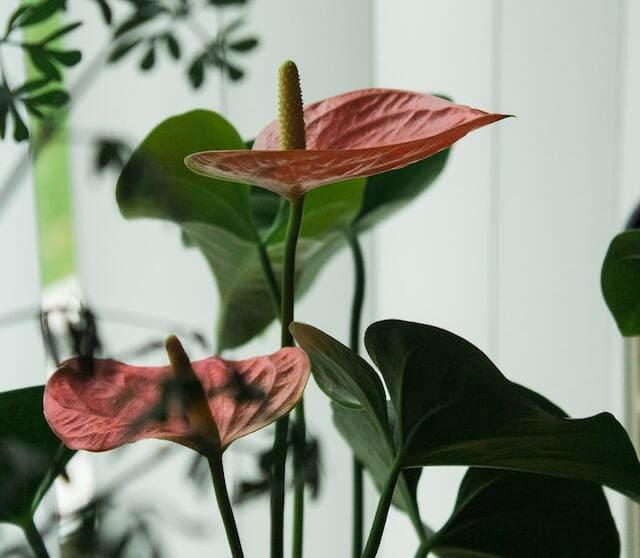 Cuidados de la planta Anthurium