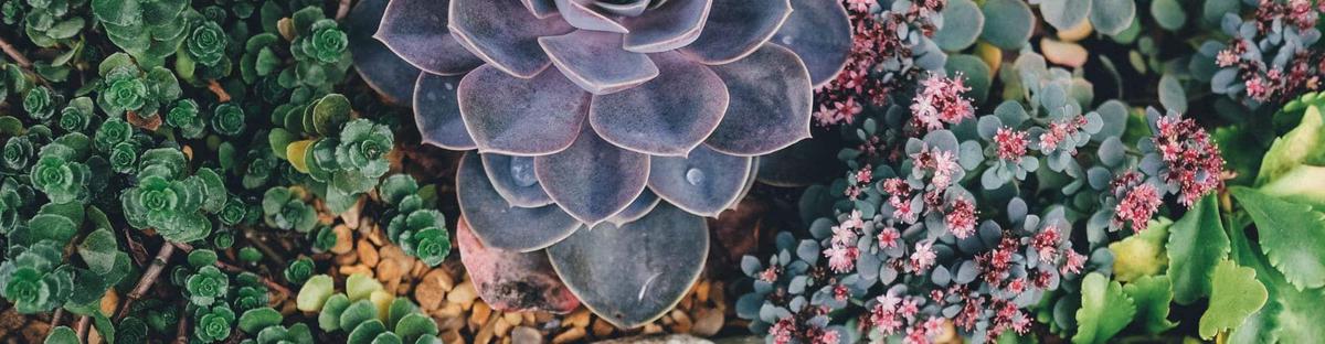 Suculentas en el jardín