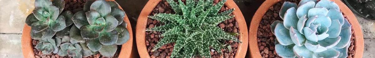 Cuidar de las Suculentas en casa
