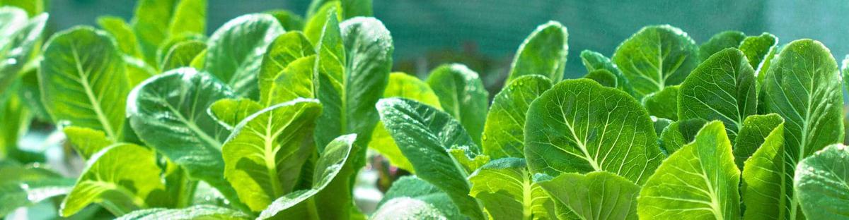 plantas de vegtales en casa