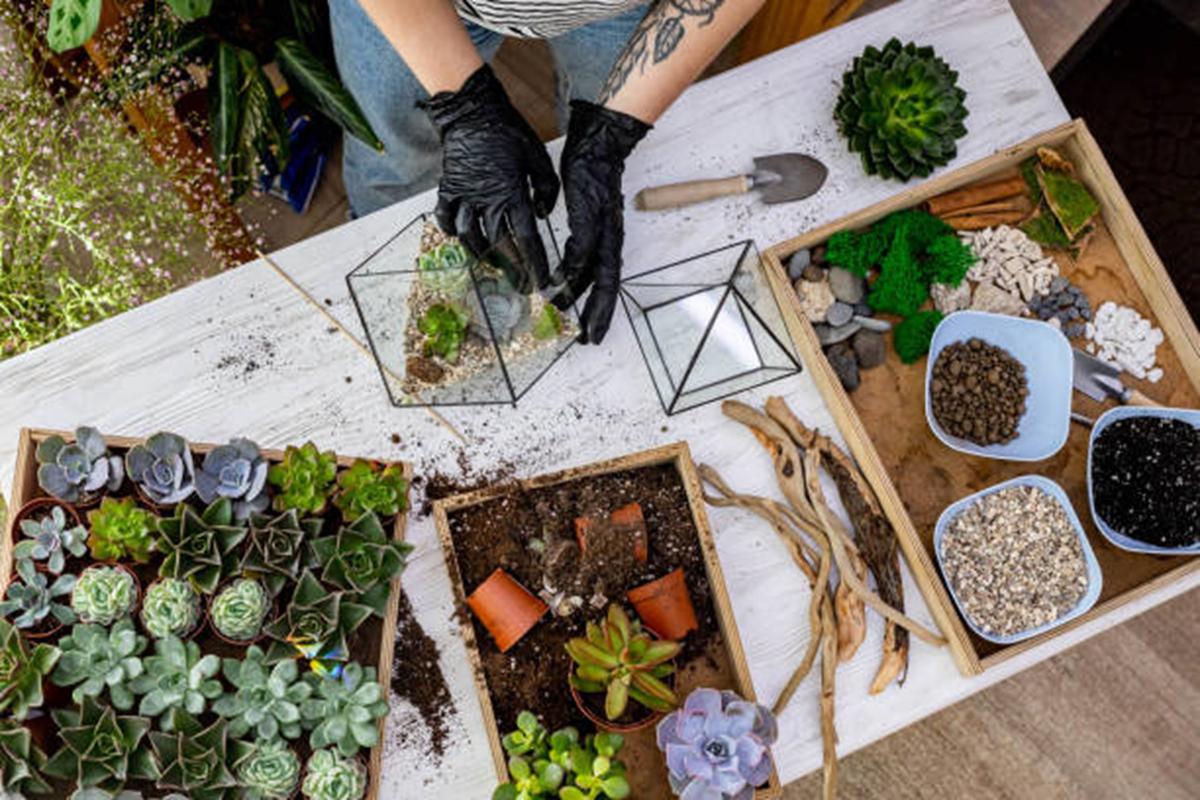 Terrario de plantas: minis jardines para decorar tu hogar 1