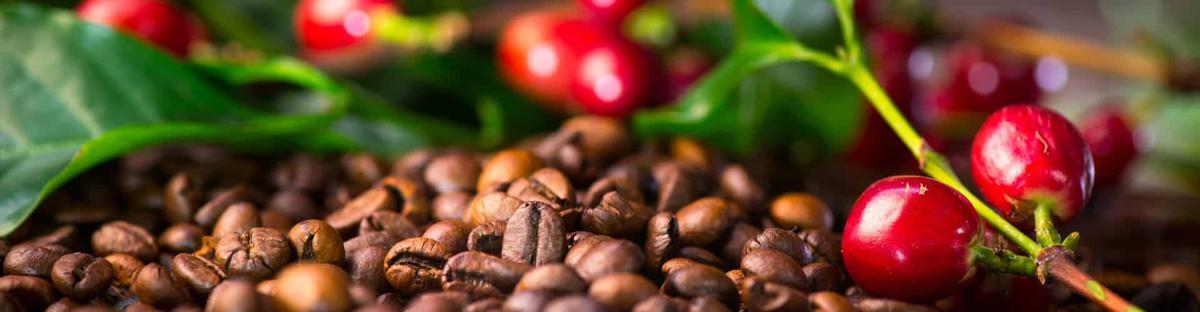 Beneficios del Cafe para las plantas